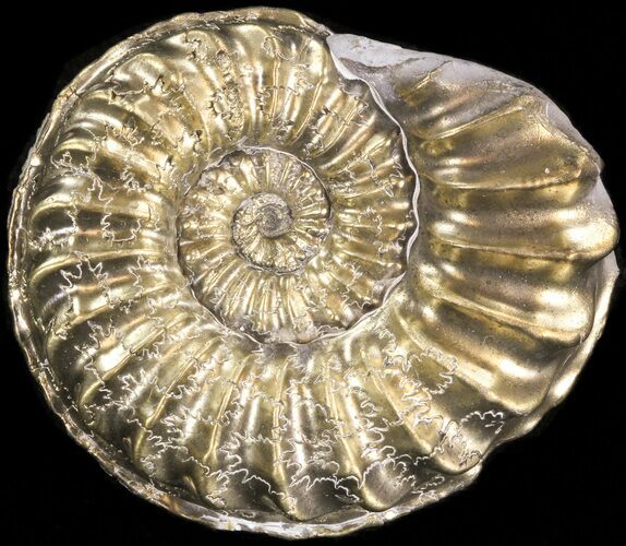 Pyritized Pleuroceras Ammonite - Germany #42744